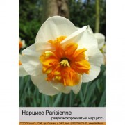 Нарцисс Parisienne