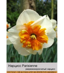 Нарцисс Parisienne
