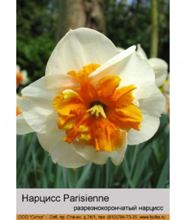 Нарцисс Parisienne