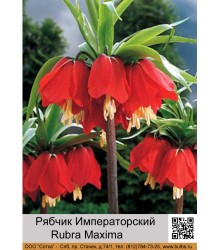 Рябчик Rubra Maxima