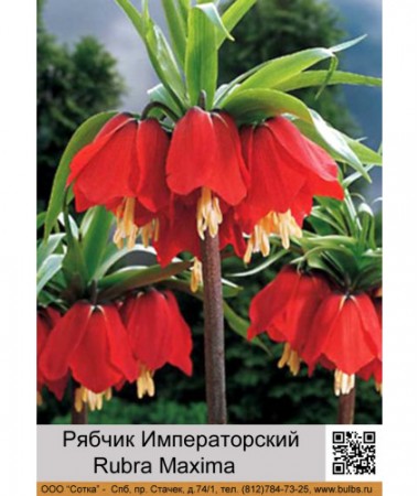 Рябчик Rubra Maxima