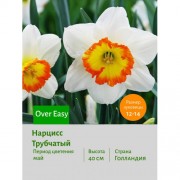 Нарцисс Трубчатый Over Easy
