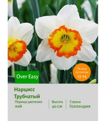 Нарцисс Трубчатый Over Easy