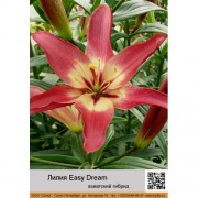 Лилия Easy Dream
