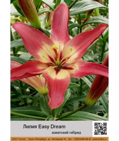 Лилия Easy Dream