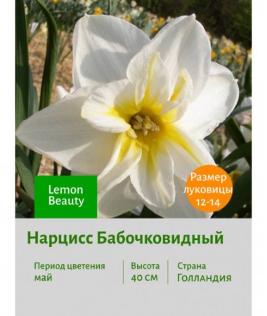 Нарцисс Бабочковидный Lemon Beauty