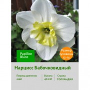 Нарцисс Бабочковидный Papillon Blanc