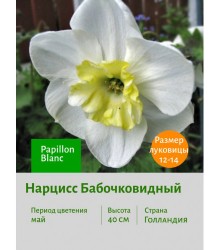Нарцисс Бабочковидный Papillon Blanc