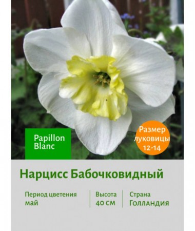 Нарцисс Бабочковидный Papillon Blanc