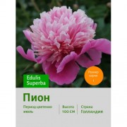 Пион Edulis Superba