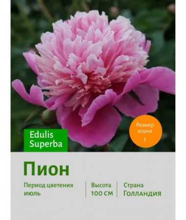 Пион Edulis Superba