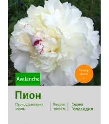 Пион Avalanche