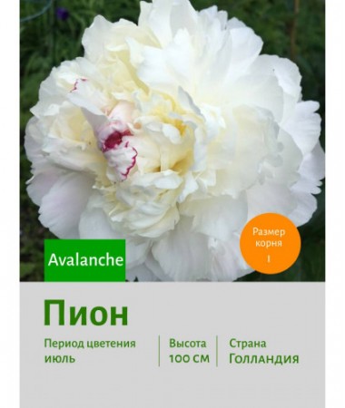 Пион Avalanche