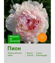 Пион Madame de Verneville