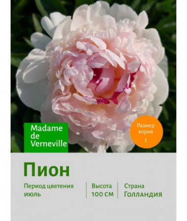 Пион Madame de Verneville