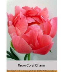 Пион Coral Charm