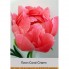 Пион Coral Charm