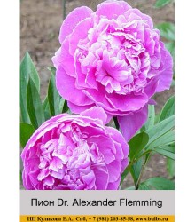 Пион Alexander Flemming