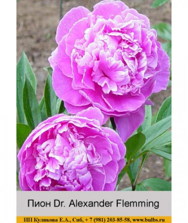 Пион Alexander Flemming