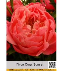 Пион Coral Sunset