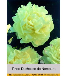 Пион Duchesse de Nemours