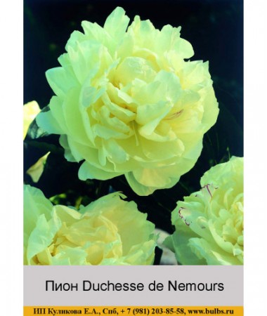 Пион Duchesse de Nemours