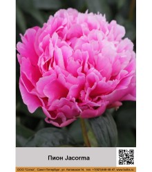Пион Jacorma