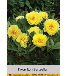 Пион Itoh Bartzella