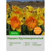 Нарцисс Крупнокорончатый Akita
