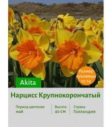 Нарцисс Крупнокорончатый Akita