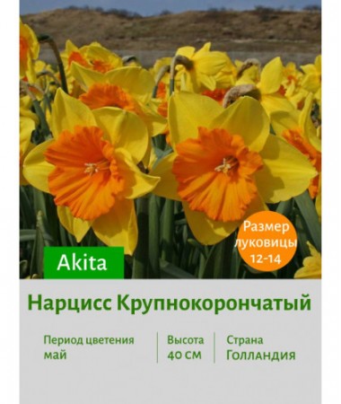 Нарцисс Крупнокорончатый Akita
