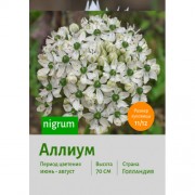 Аллиум nigrum
