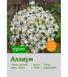 Аллиум nigrum