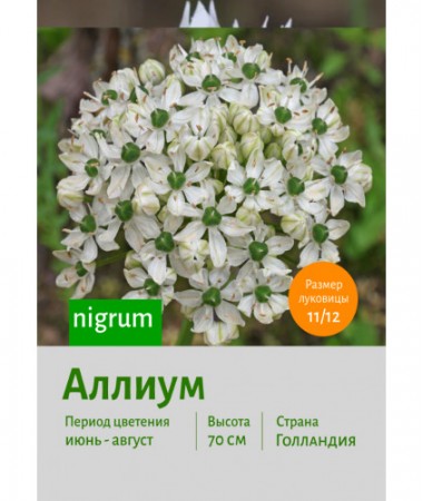 Аллиум nigrum