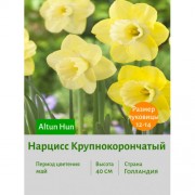 Нарцисс Крупнокорончатый Altun Hun
