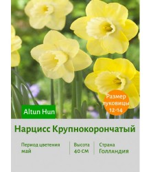 Нарцисс Крупнокорончатый Altun Hun