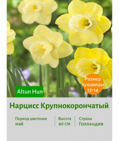 Нарцисс Крупнокорончатый Altun Hun