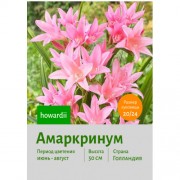 Амаркринум howardii