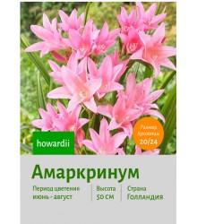 Амаркринум howardii