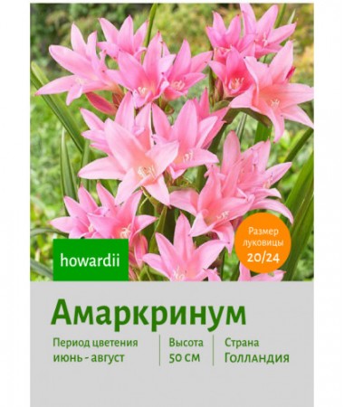 Амаркринум howardii