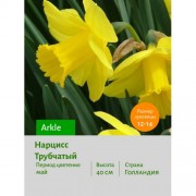 Нарцисс Трубчатый Arkle