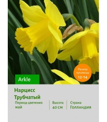 Нарцисс Трубчатый Arkle