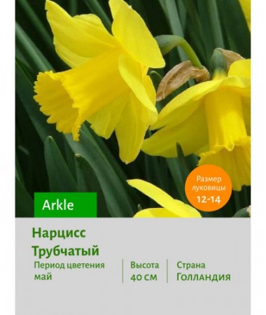 Нарцисс Трубчатый Arkle