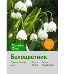 Белоцветник Gravetye Giant