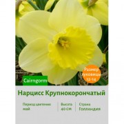 Нарцисс Крупнокорончатый Cairngorm