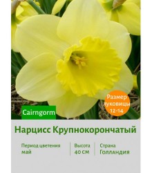 Нарцисс Крупнокорончатый Cairngorm