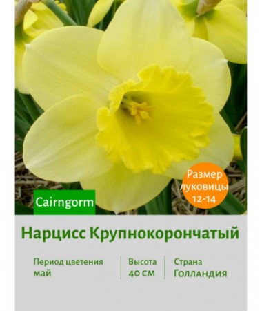 Нарцисс Крупнокорончатый Cairngorm