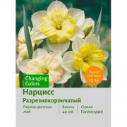 Нарцисс Разрезнокорончатый Changing Colors