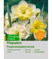 Нарцисс Разрезнокорончатый Changing Colors