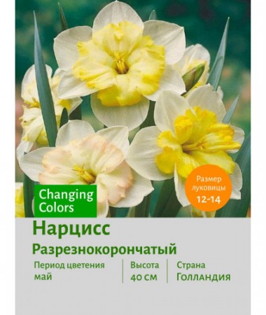 Нарцисс Разрезнокорончатый Changing Colors